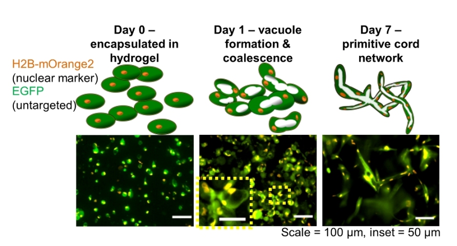 Houston team one step closer to growing capillaries