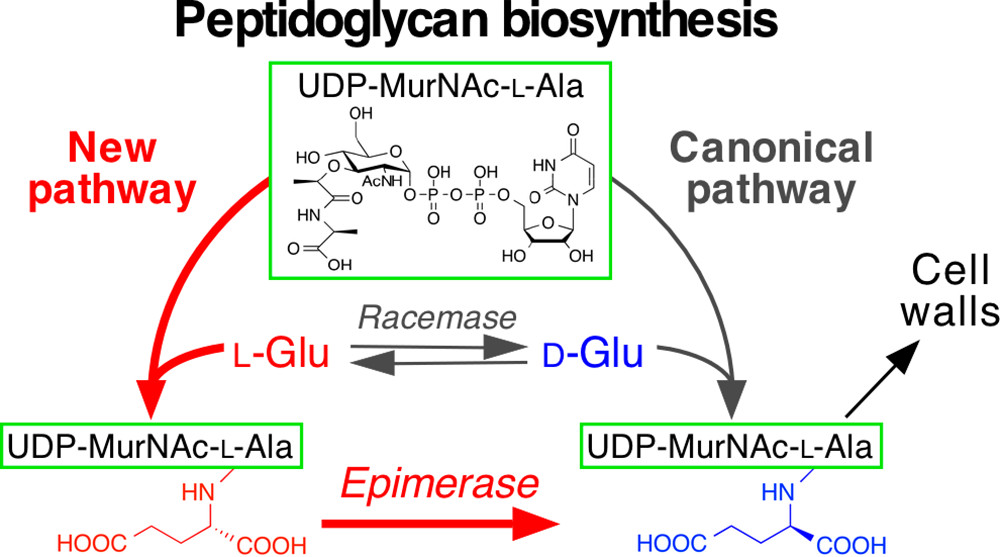 New biosynthetic pathway unique to…