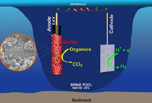 Briny pool bacteria can clean…