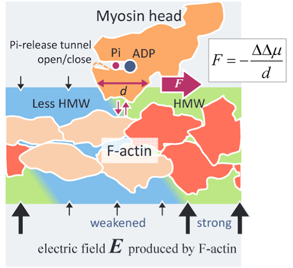 Novel intermolecular surface force reveals…