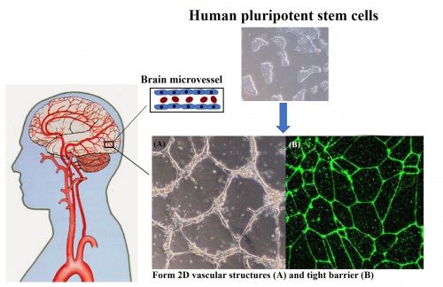 UW scientists create a recipe to make human blood-brain barrier