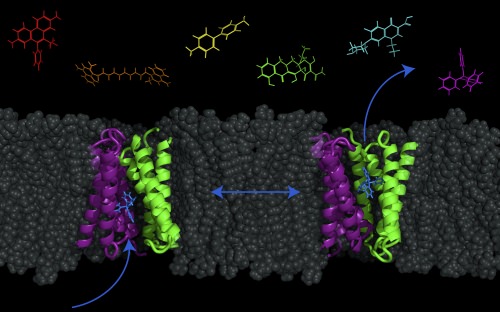 New model reveals possibility of pumping antibiotics into bacteria