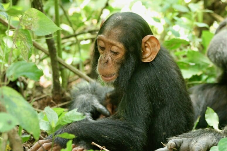 Chimpanzee deaths in Uganda pinned…