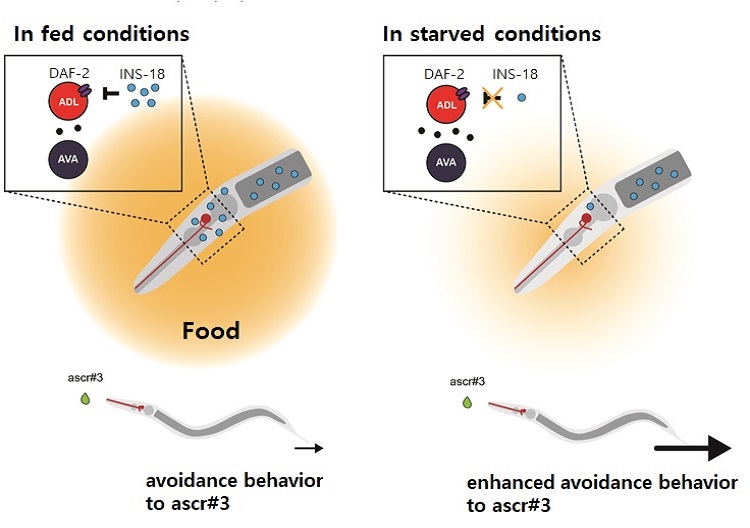 New Study Reveals the Cause of Sensory Changes in Starved State