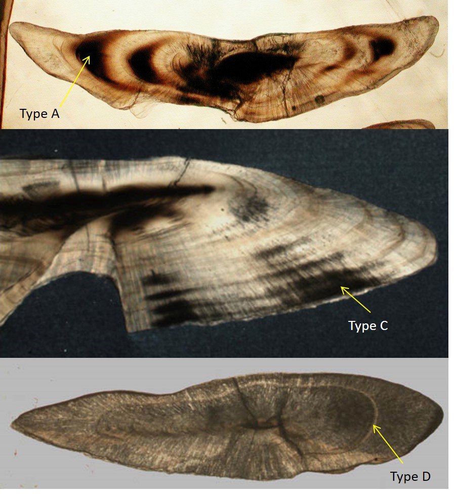 Determining fish age using inner ear structures