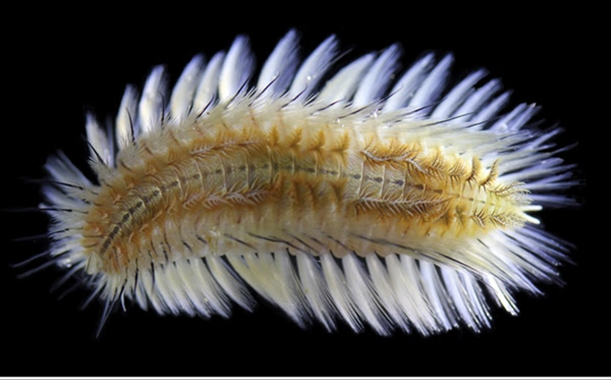 Biologists discover new fireworm species…