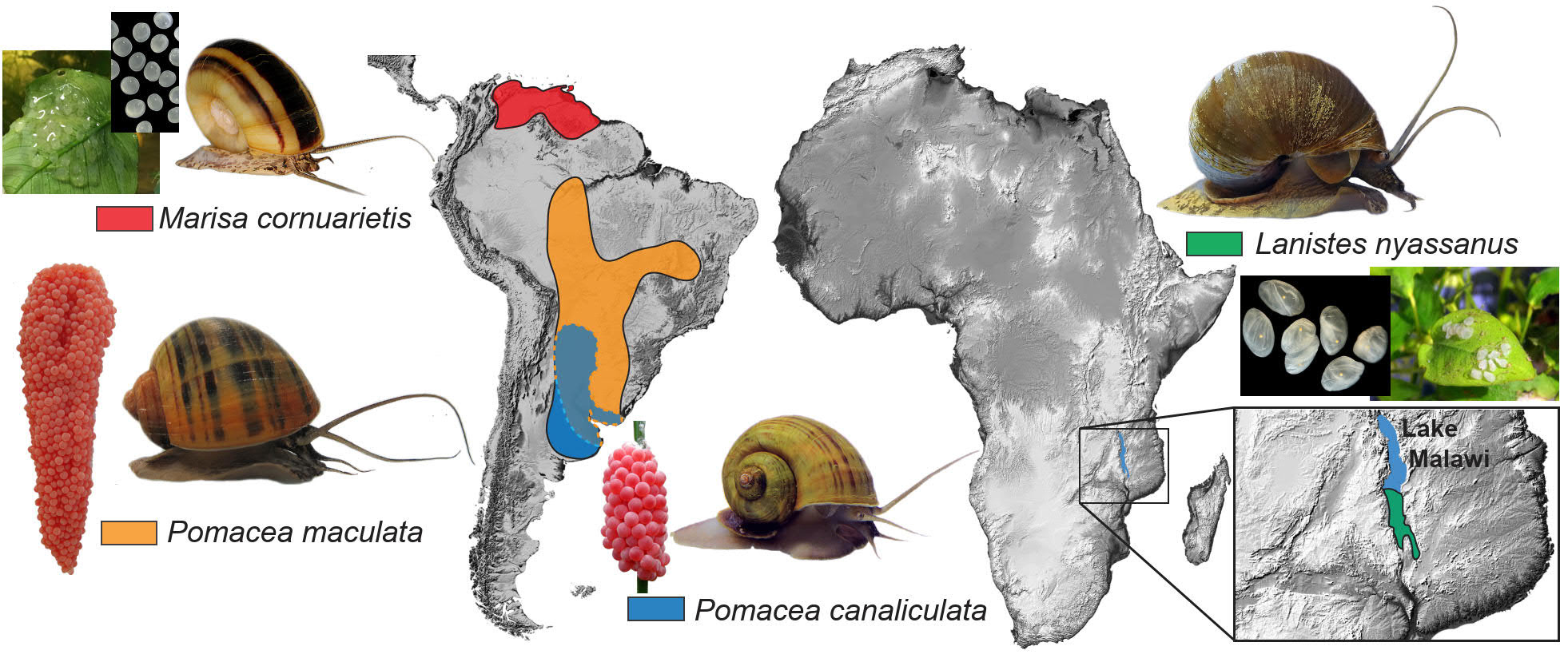 Genomic research led by Hong Kong Baptist University unravels mystery of invasive apple snails