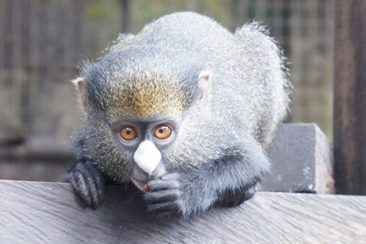 Comparing primate vocalizations