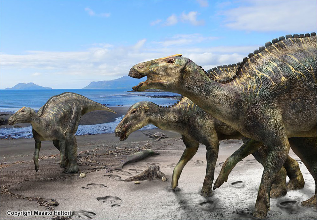 New duck-billed dinosaur, Kamuysaurus japonicus, identified