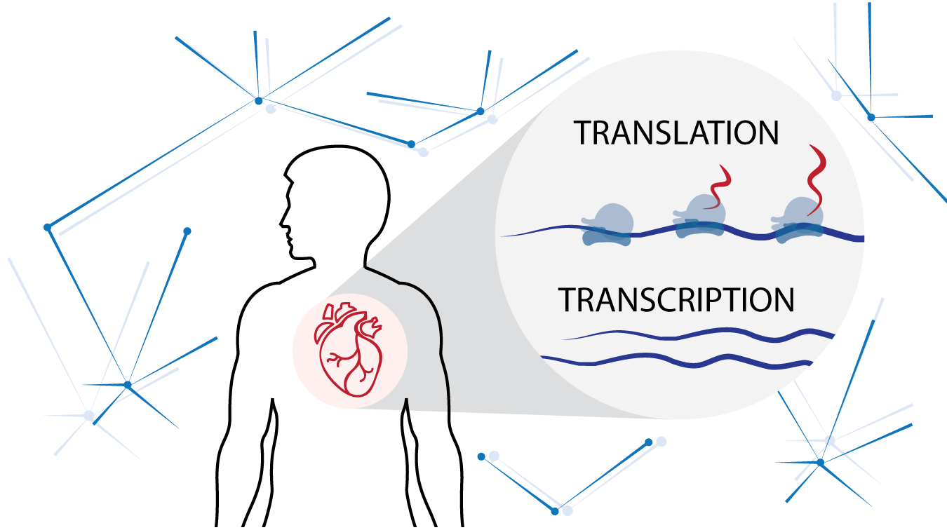 New cardiac fibrosis study identifies key proteins that translate into heart disease