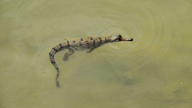 Critically Endangered gharial crocodile found…