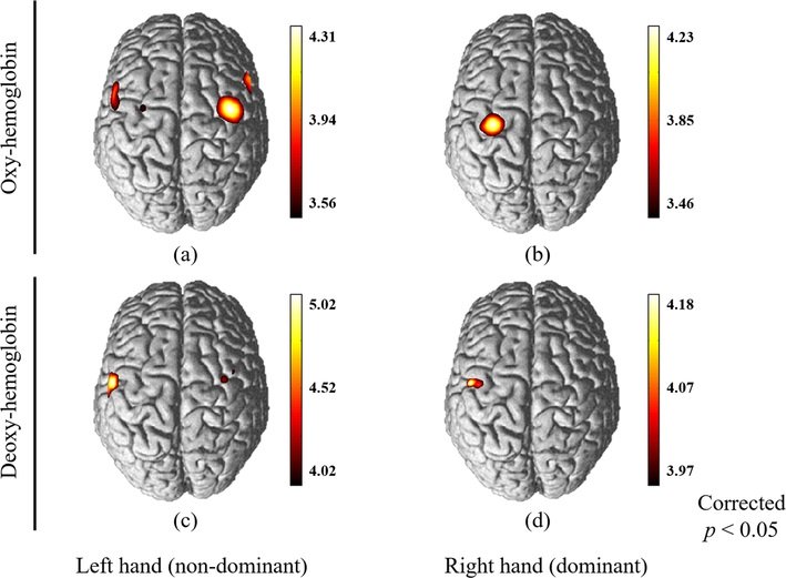 Researcher found clues to explain origin of Human hand motor skill