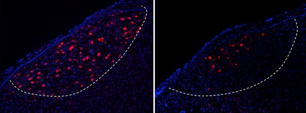 sing 1 Song learning neurons identified in songbirds