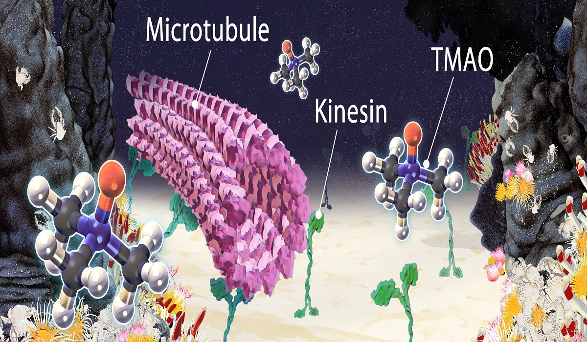 Deep-sea osmolyte makes biomolecular machines…