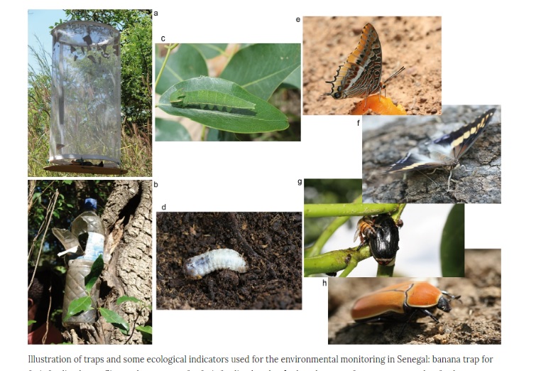 Study Shows Nuclear Technique Suppresses Tsetse Flies Without Harming Other Insects