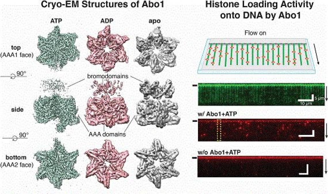 New Study Unveils the Mechanism of DNA High-order Structure Formation