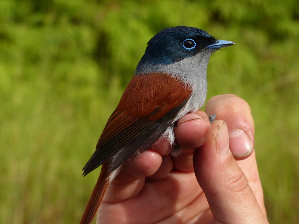 Biologists uncover shape of fundamental global relationships that determine bird diversity on islands