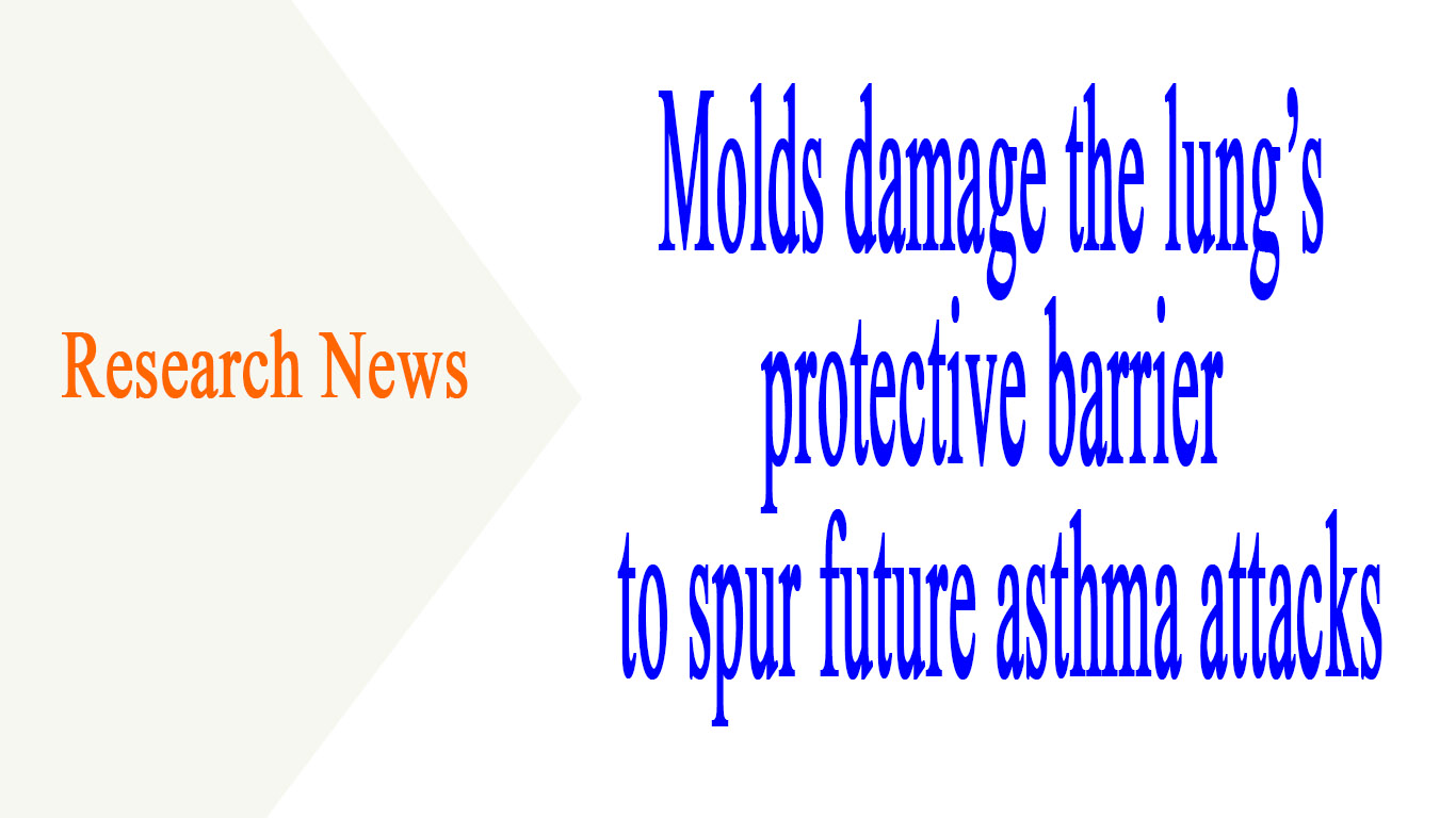 Molds damage the lung’s protective barrier to spur future asthma attacks