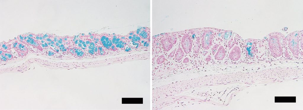 Fig1 Goblet cells in intestine