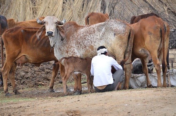 bovine sex selection technology india farmers hiroshima university grant