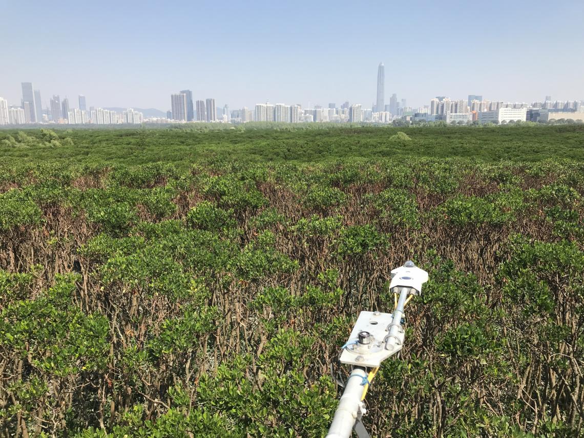 Research Reveals that Methane Emissions can Reduce the Climate Benefits of Subtropical Mangrove Wetlands by Half