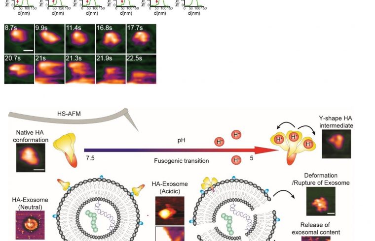 Real time observation of structural dynamic of influenza A hemagglutinin during viral entry