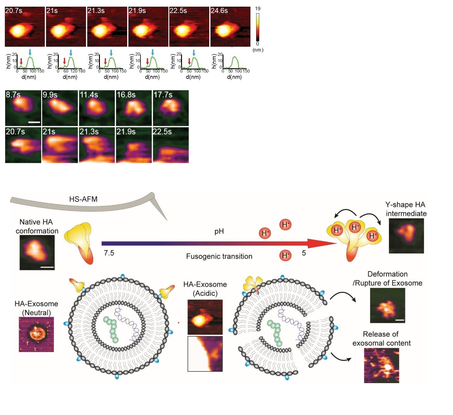 Real-time observation shows structural dynamic of influenza A hemagglutinin