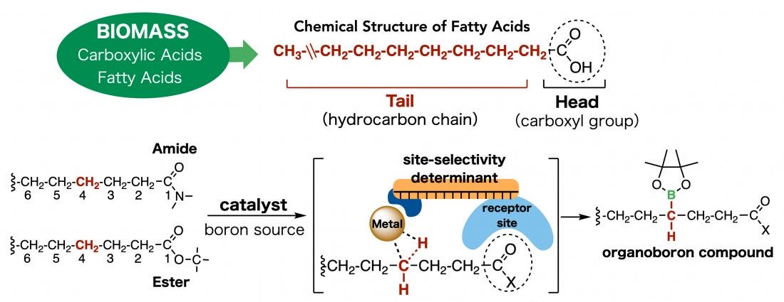 Researchers developed modular catalyst that…