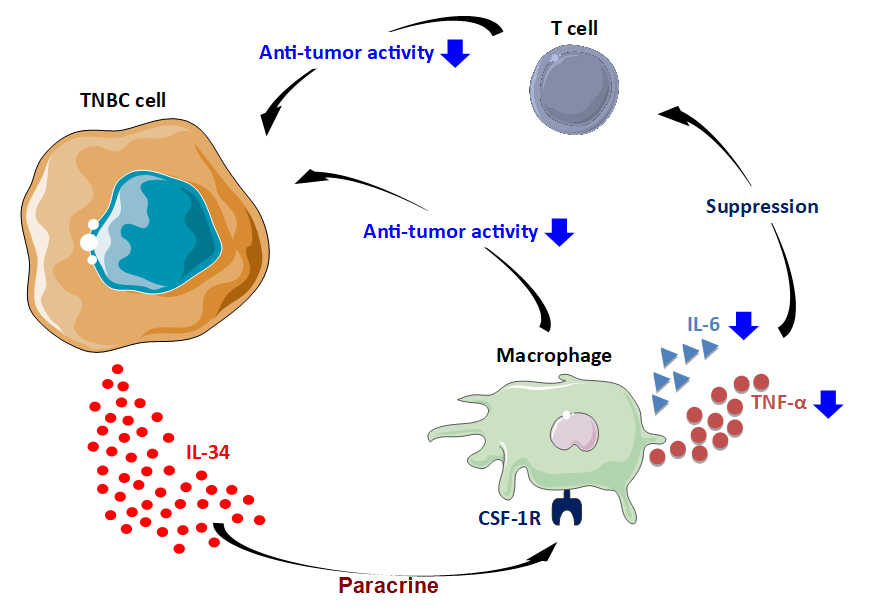 Key Molecule Responsible for Poor Prognosis of Breast Cancer Identified