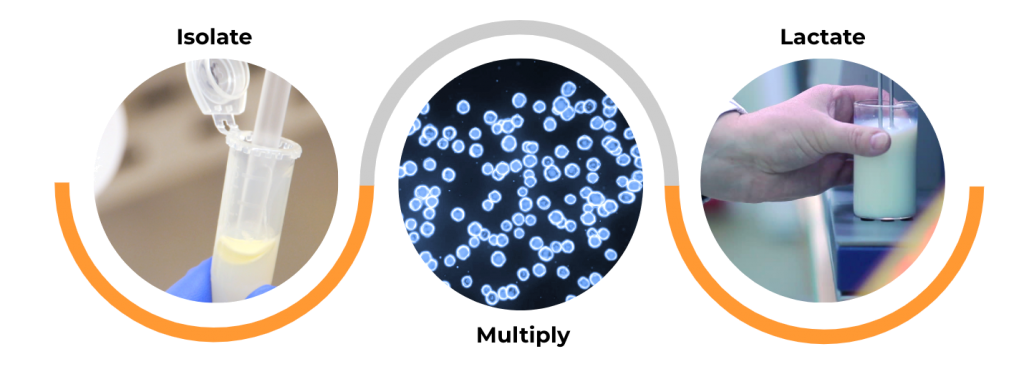 Cellular Agriculture: an emerging field in Biotechnology is being a boon in dairy industry