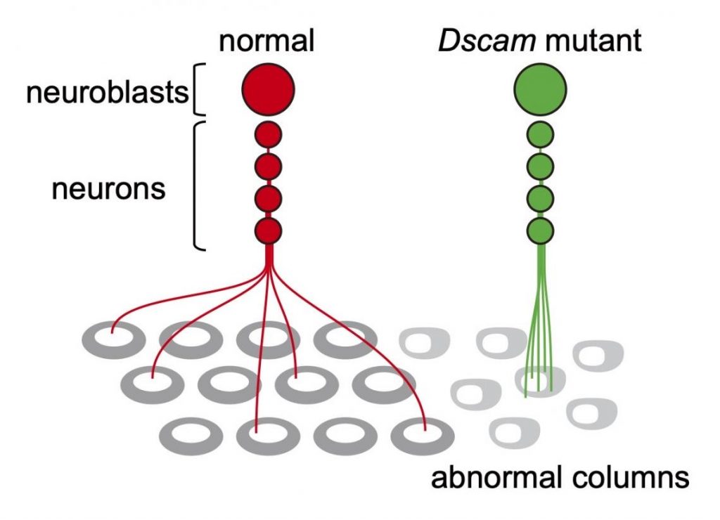 dscam mutant