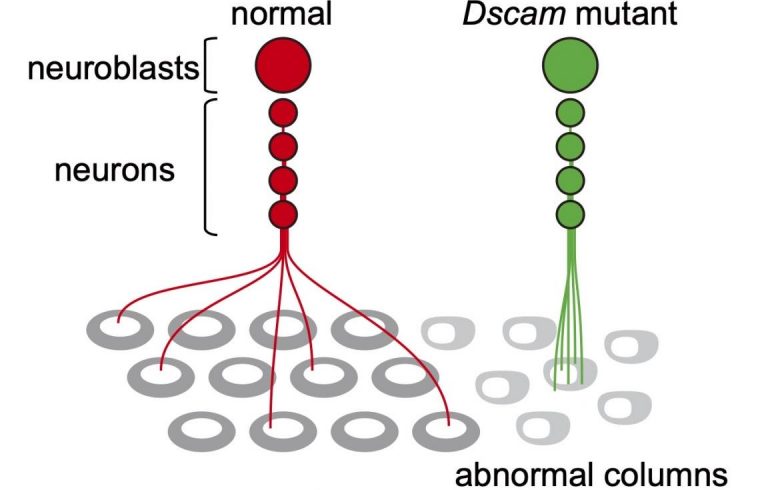 dscam mutant