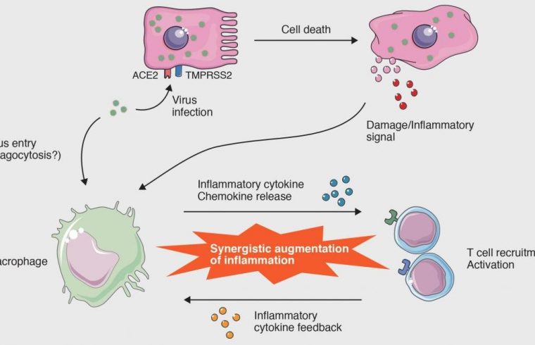 inflammatory cytikine feedback