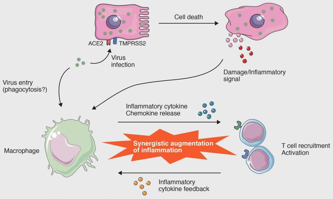 Cellular-level interactions that lead to the cytokine storm in COVID-19