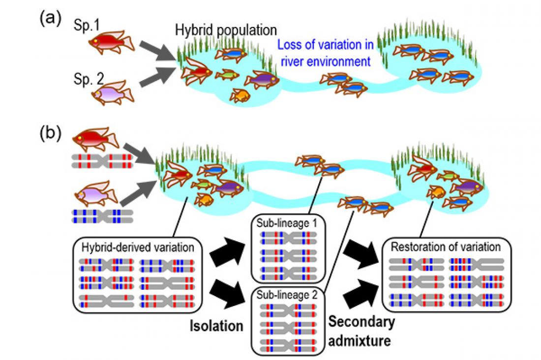 The Propagation of Admixture-derived Evolutionary…