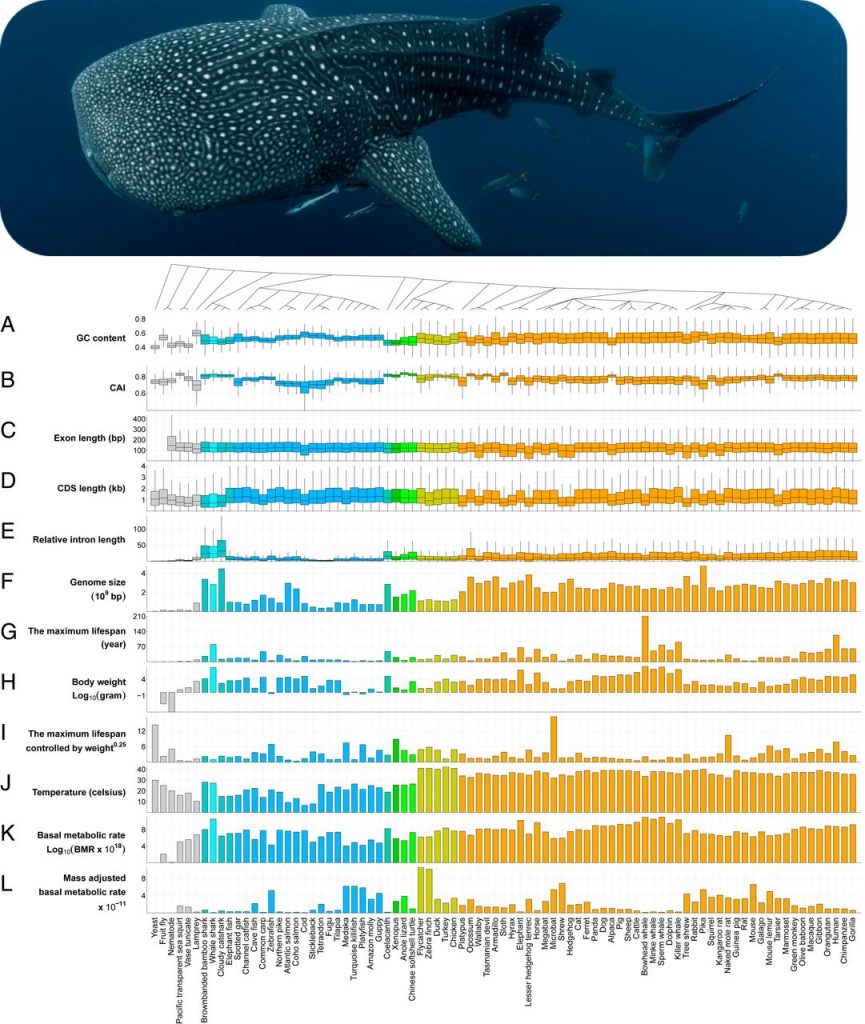 UNIST Reveals the Whole Genome Sequences of Whale Sharks