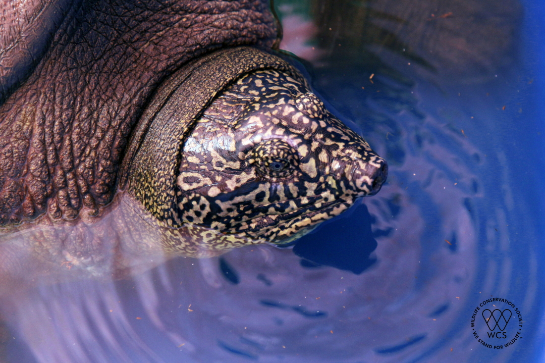 Good News for World’s Most Endangered Turtle