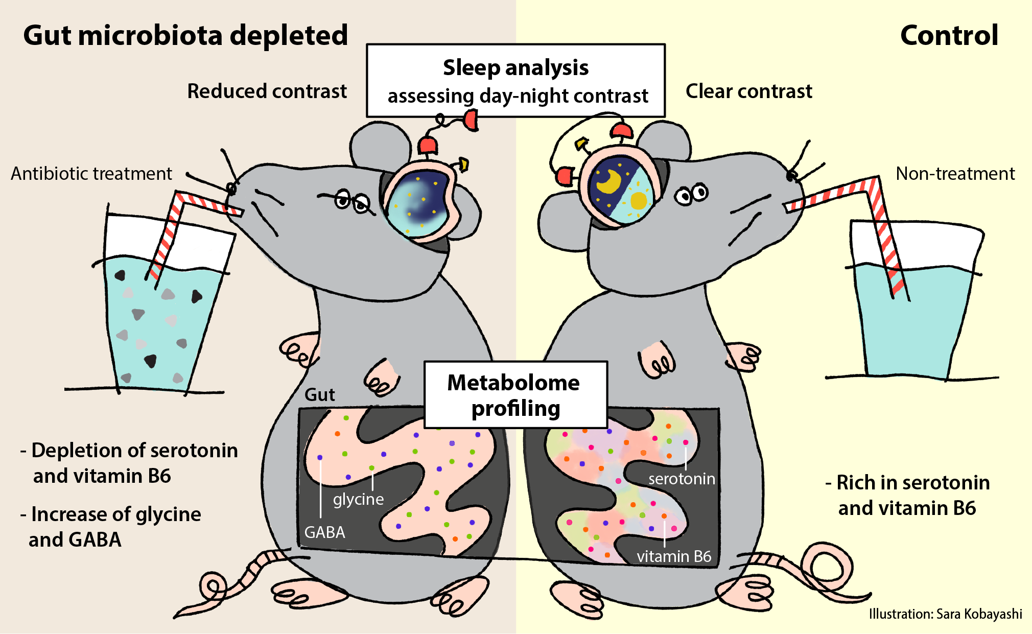 Gut Microbes: A Key to Normal Sleep