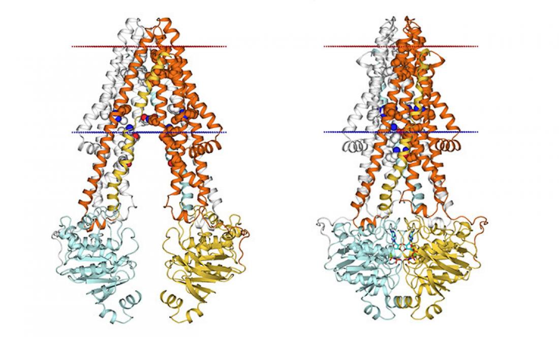 Protein twist and squeeze confers cancer drug resistance