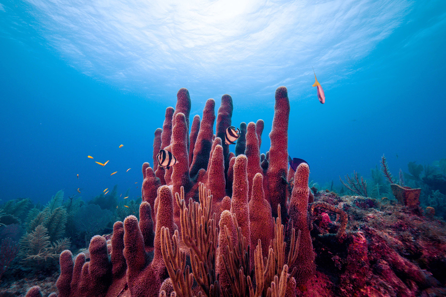 Scientists discover slimy microbes that may help keep coral reefs healthy