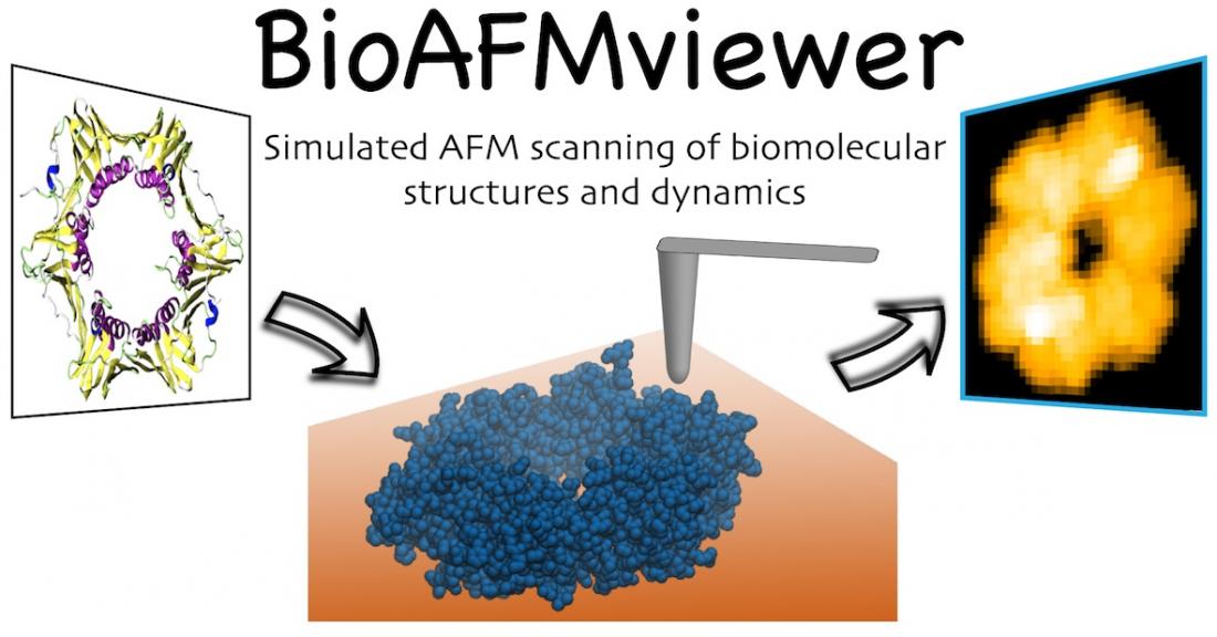 BioAFMviewer software: simulated atomic force microscopy of biomolecules