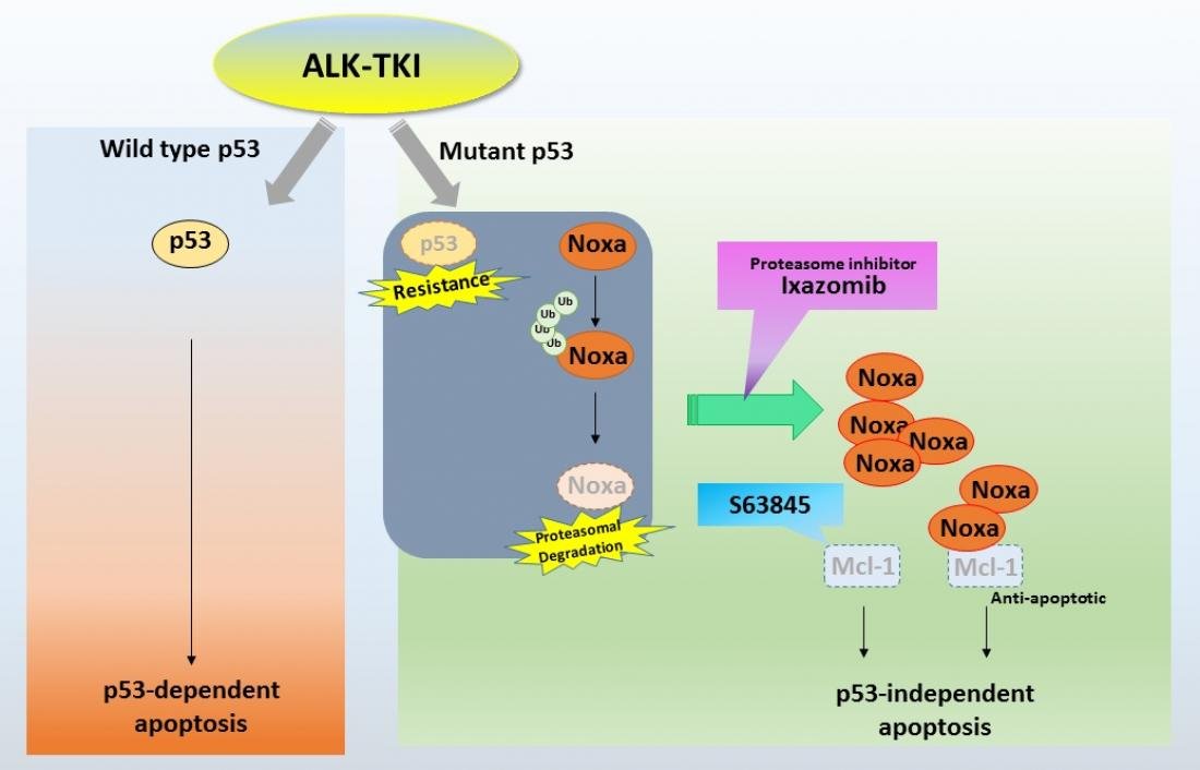 Combined drug therapy for lung cancer