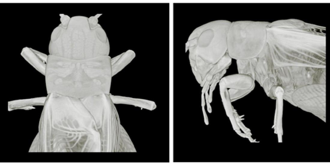 How Insects Activate Muscles to…