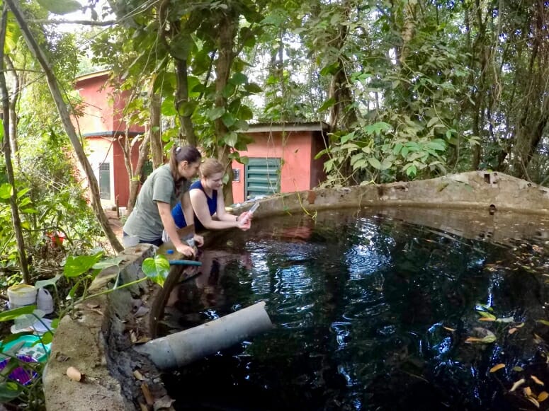 Mystery disease at Sierra Leone chimpanzee sanctuary linked to bacterial infection