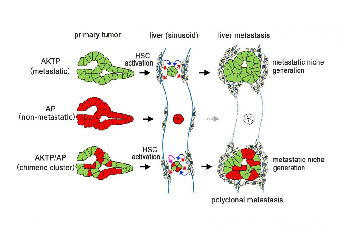 Researcher finds how cancer cells spreads