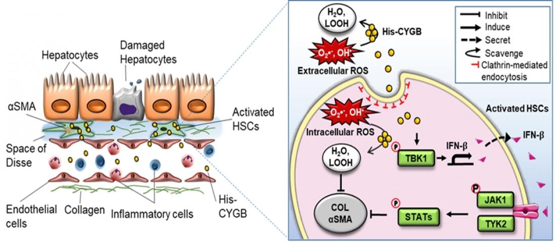 Cytoglobin: key player in preventing…