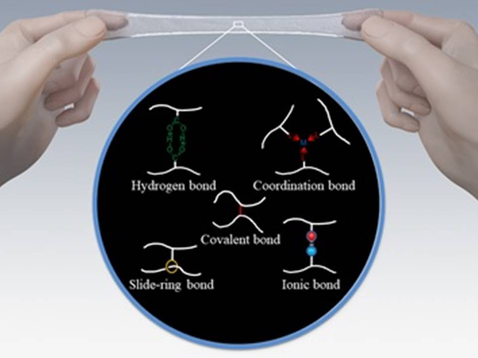 Elastomers develop stronger bonds of attachment