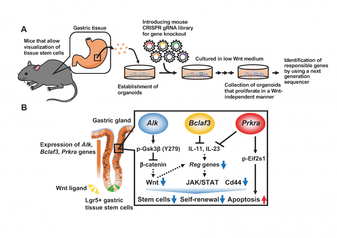 Identification of three genes that…