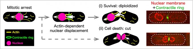 hiroshima university research