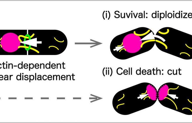 hiroshima university research